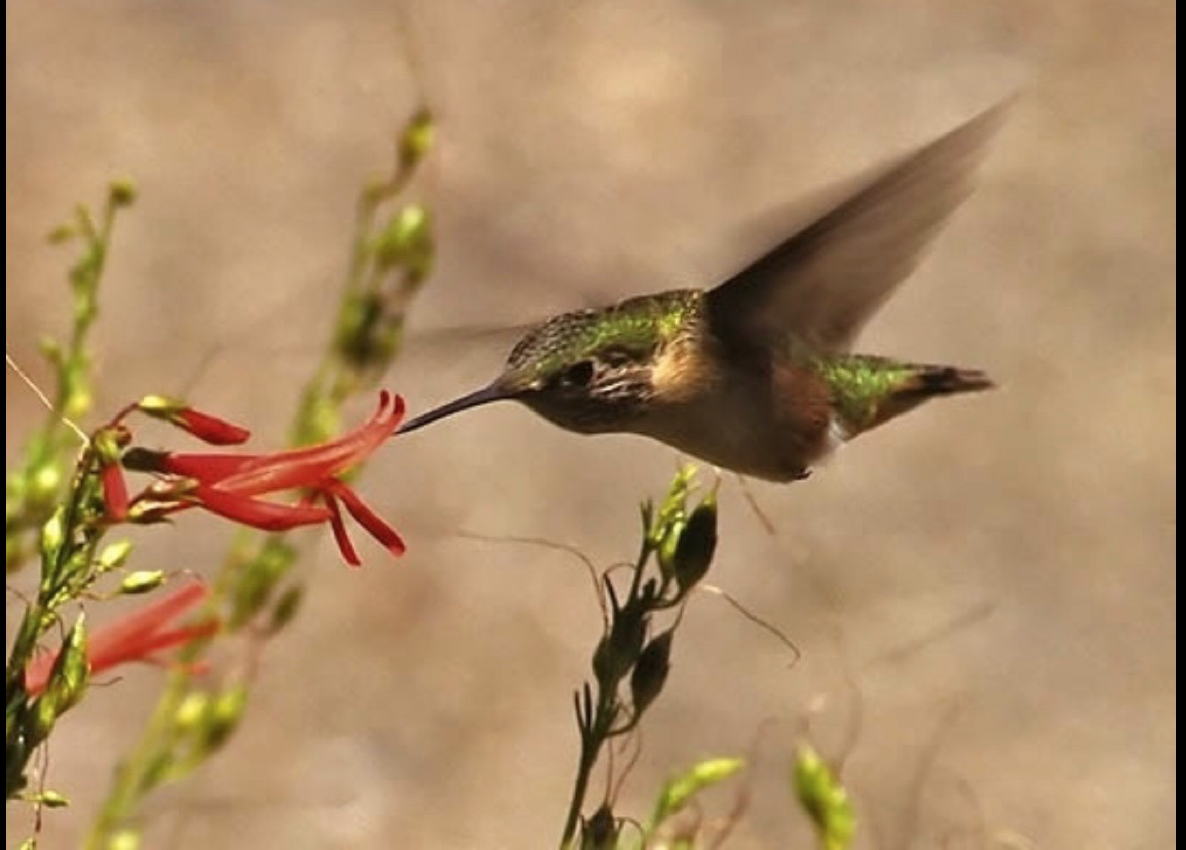 Как поют разные птицы. Do Birds eat Bee.